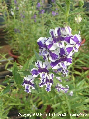 Image of Angelonia striped flower