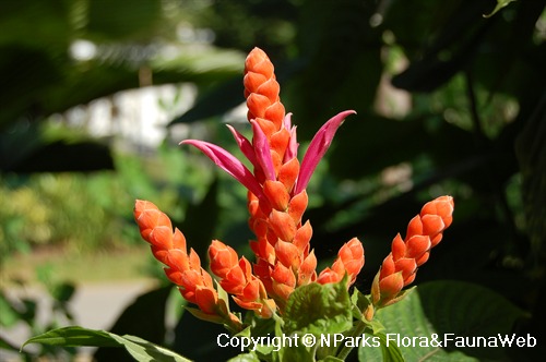 Inflorescences