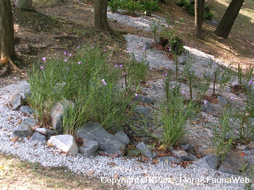 A Guide To Northeastern Gardening 18 Summer Blooming Shrubs For