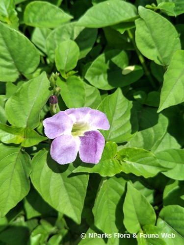 NParks Asystasia gangetica