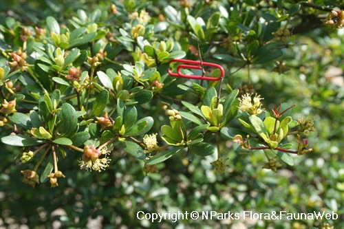 Bucida molineti, view of mature leaves, new reddish leaves, flowers & fruits 
