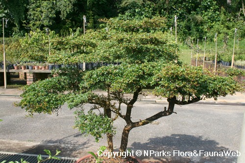Bucida molineti, planted as bonsai