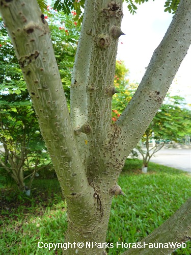 Caesalpinia pulcherrima forma flava - stem