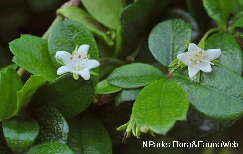 NParks | Ehretia microphylla