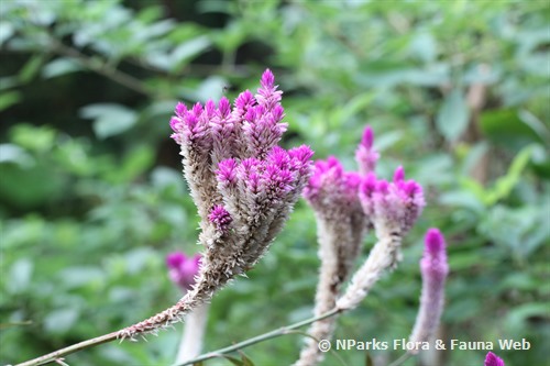 Celosia spicata argentea Purple Feathers