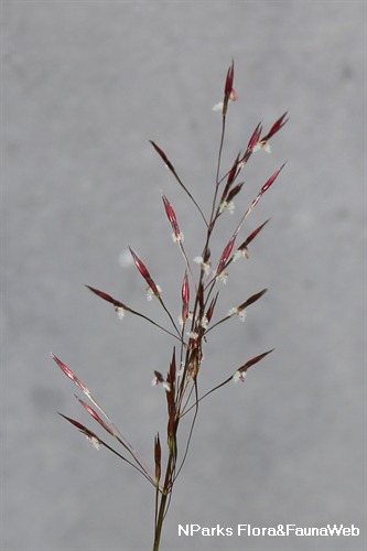 amorseco grass