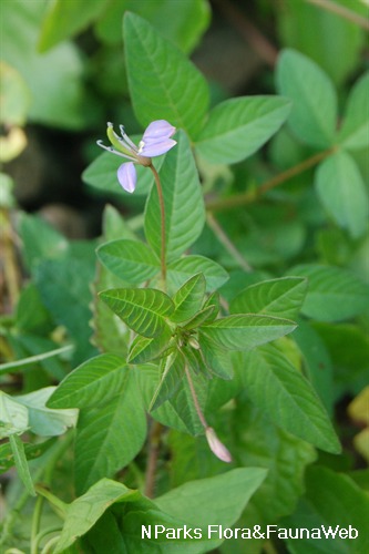 NParks | Sieruela rutidosperma
