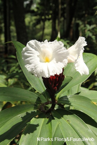 NParks Cheilocostus speciosus