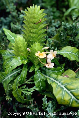 Crossandra pungens - self-sown plant in garden plot