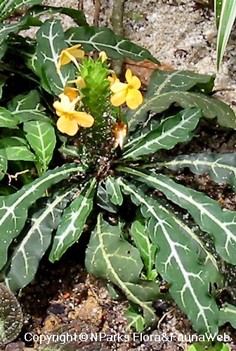 Crossandra pungens - young plant used as groundcover