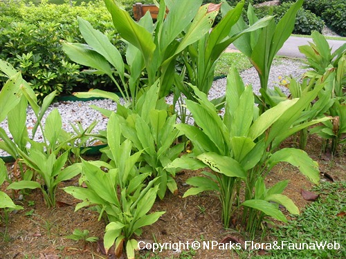 NParks | Curcuma longa