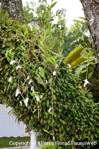 Dendrobium crumenatum - epiphyte on Samanea saman branch, together with Bulbophyllum vaginatum