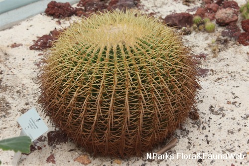 Nparks Kroenleinia Grusonii