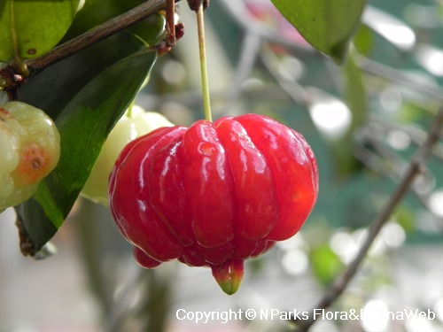 Surinam cherry sales poisonous to dogs