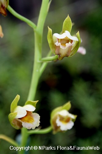 Eulophia spectabilis - inflorescence