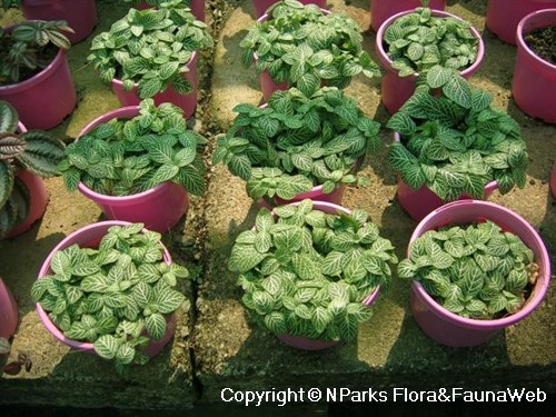 Fittonia albivenis (Argyroneura Group) 'White Dwarf' - small size makes plant ideal for terrariums
