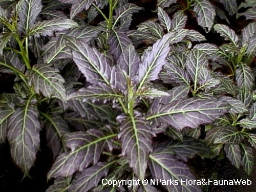 NParks | Gynura pseudochina var hispida