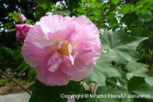 Nparks Hibiscus Mutabilis F Plenus
