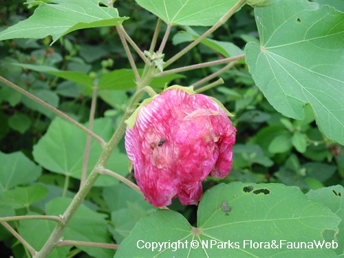 Nparks Hibiscus Mutabilis F Plenus