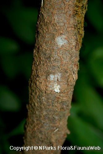 NParks | Ixora finlaysoniana