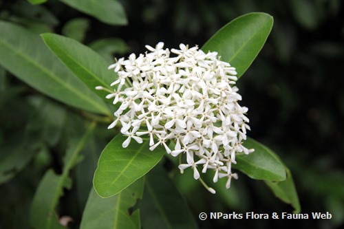 NParks | Ixora finlaysoniana