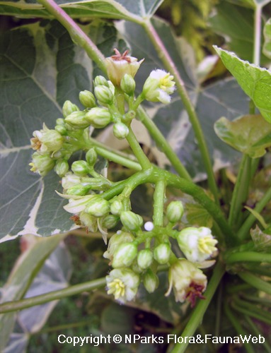 NParks | Jatropha curcas (Variegated Leaf)