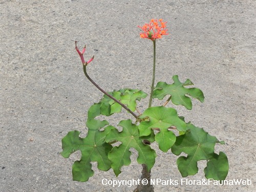 Jatropha podagrica