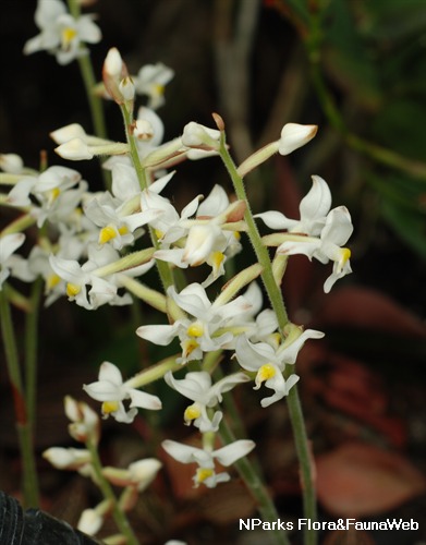 NParks | Ludisia discolor