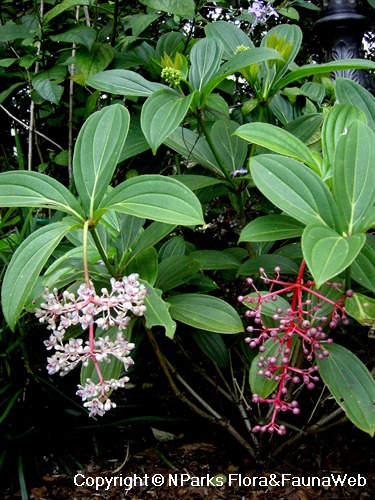 Medinilla cumingii, flowering shoots