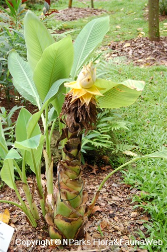 NParks | Musella lasiocarpa
