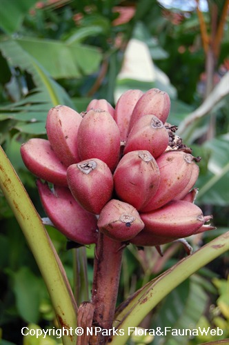 Musa velutina, mature fruits