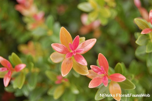NParks | Syzygium buxifolium