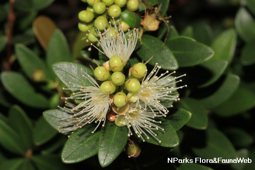NParks | Syzygium buxifolium