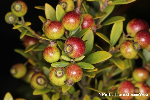NParks | Syzygium buxifolium