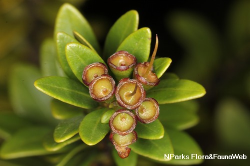 NParks | Syzygium buxifolium