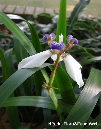 NParks | Neomarica gracilis