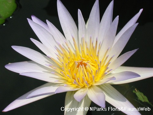 <em>Nymphaea</em> 'Dauben'