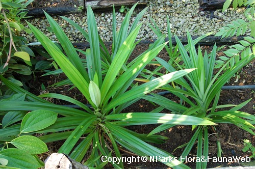 Rampe leaves Rampe (Pandanus amaryllifolius) mainly used for flavour