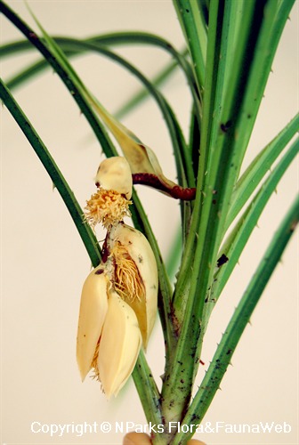 Pandanus pygmaeus - male flower inflorescence