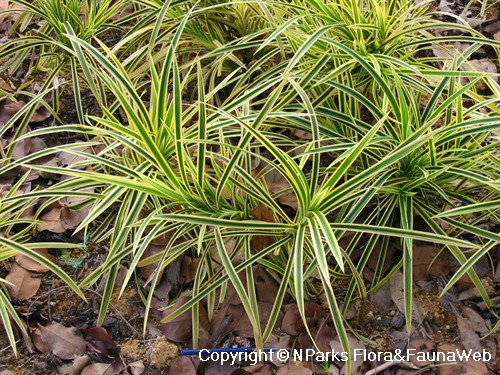 NParks | Pandanus pygmaeus
