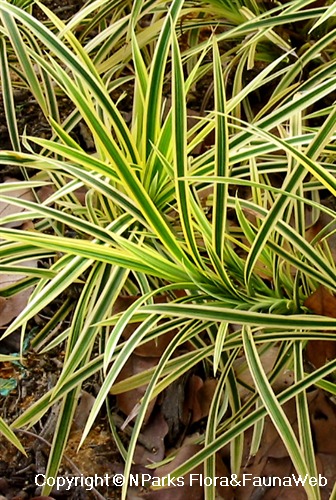 NParks | Pandanus pygmaeus