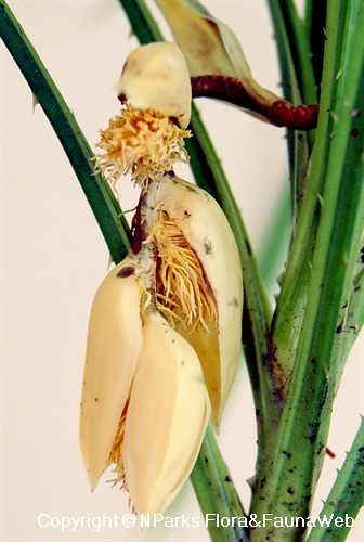 Pandanus pygmaeus - male flower inflorescence