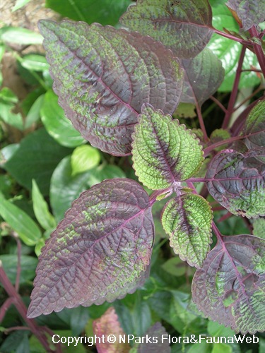 Nparks | Perilla Frutescens