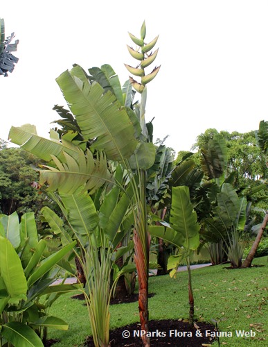 NParks Phenakospermum guyannense