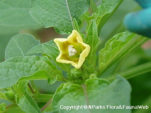 Physalis minima online