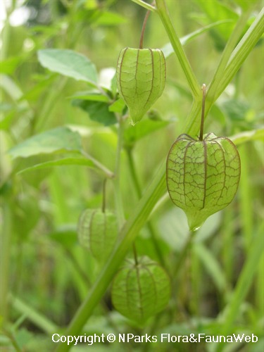 NParks Physalis minima