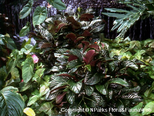 Piper magnificum, plants used in landscape