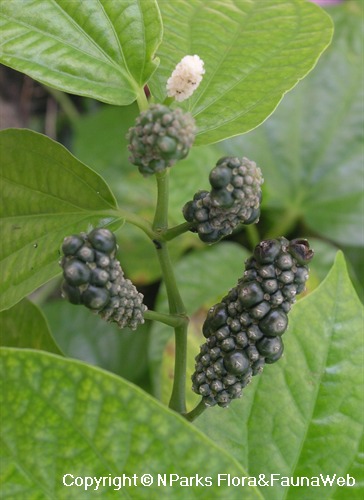 Infructescence at various stages of ripening (black - ripe / white - unripe) 