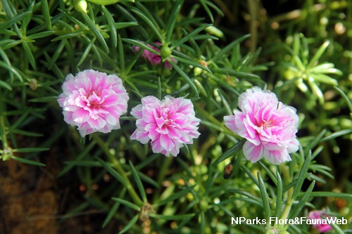 Portulaca grandiflora deals