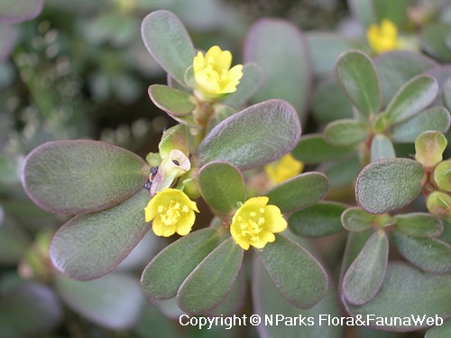 purslane samba hot rose